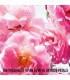 عطر زنانه دیور - Miss Dior Rose N'Roses 100ML - 2