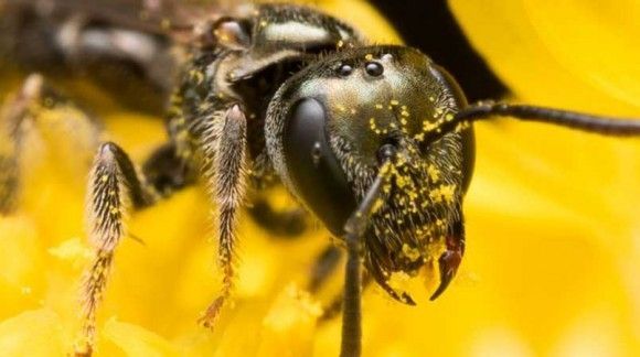 خانمی که فکر میکرد چشمانش عفونت کرده اما زنبور ها در چشم او زندگی می کردند !!